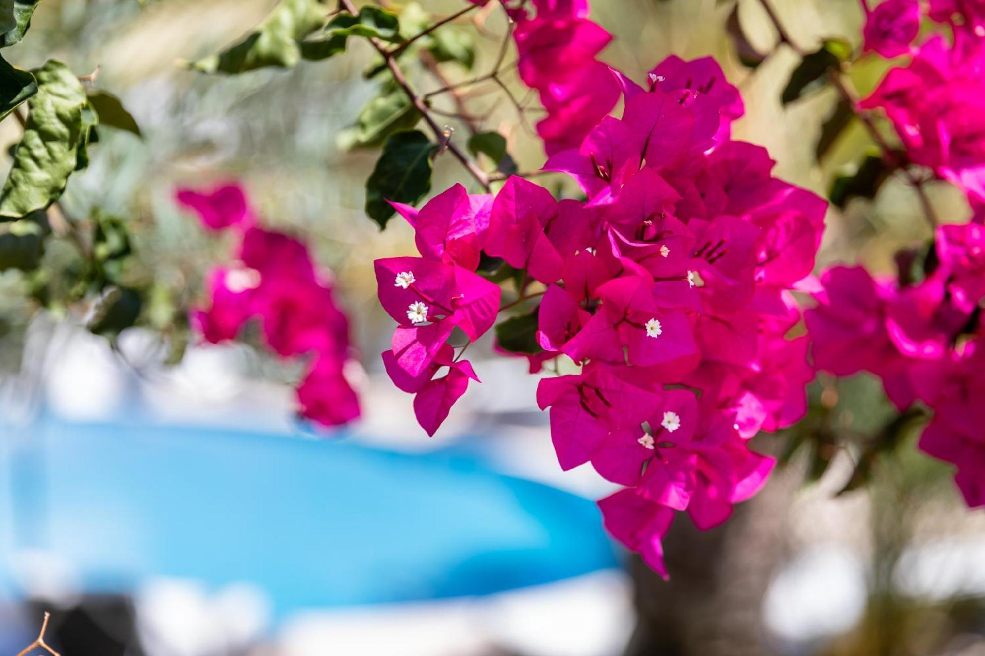 Vila Balaia - Luxury Boutique Villas Албуфейра Екстериор снимка